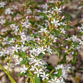 Fleur de cire à longues feuilles - Eriostemon myoporoides (philotheca) - Plantes