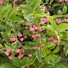 Fusain de Chine Euonymus phellomanus - Euonymus phellomanus - Plantes