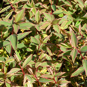 Millepertuis de Moser Tricolor - Hypericum x moserianum 'tricolor' - Plantes