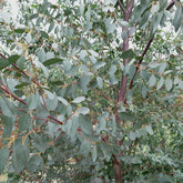 Eucalyptus parviflora - Willemse