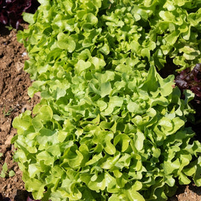 6 Plants de Laitue à feuilles de chêne blonde - Lactuca sativa 'chêne blonde' - Potager