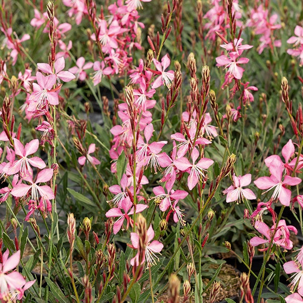 2 Gauras blanc et rose en mélange - Gaura lindheimeri (blanc +siskiyou pink) - Gaura