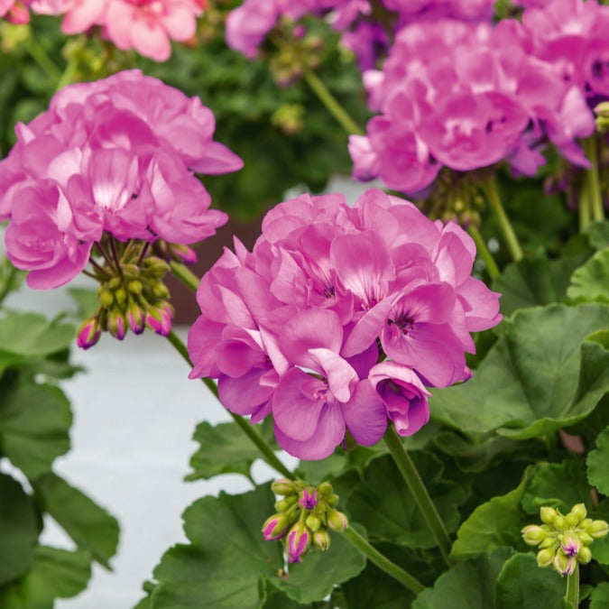 Géranium zonale violet - Pelargonium zonale - Plantes