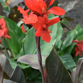 2 Cannas Nuit noire - Canna black night - Plantes