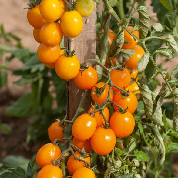 3 Plants de Tomate Gold nugget - Solanum lycopercicum gold nugget - Potager