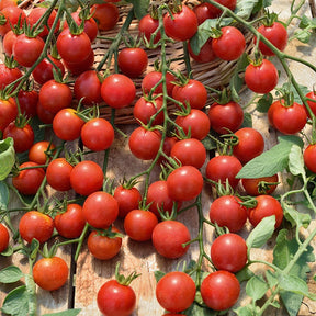 Collection de 9 Plants tomates classiques - Lycopersicum saint pierre, super sweet, coeur de boeuf - Plants de tomates