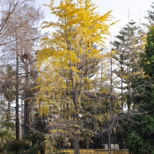 Ginkgo biloba Arbre aux quarante écus - Ginkgo biloba - Plantes