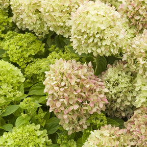 Hortensia paniculé Little Lime - Hydrangea paniculata little lime - Plantes