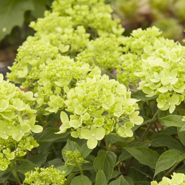 Hortensia paniculé Little Lime - Hydrangea paniculata little lime - Arbustes