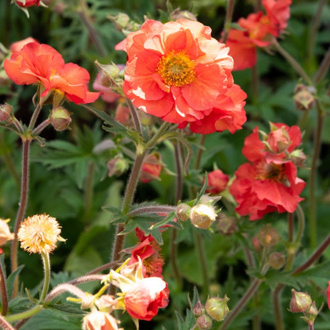 Benoîte Scarlet Tempest - Geum macgeu001  scarlet tempest ( tempest series ) - Plantes