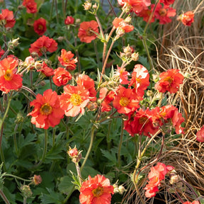 Benoîte Scarlet Tempest - Geum macgeu001  scarlet tempest ( tempest series ) - Plantes vivaces