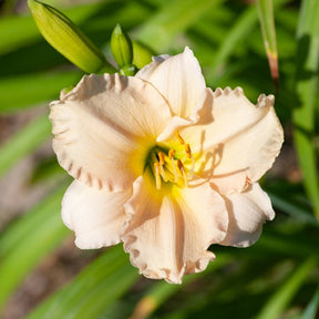 Hémérocalle Lullaby Baby Lys d'un jour - Hemerocallis lullaby baby - Plantes