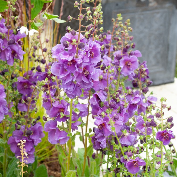 Molène Sugar Plum - Verbascum sugar plum - Plantes