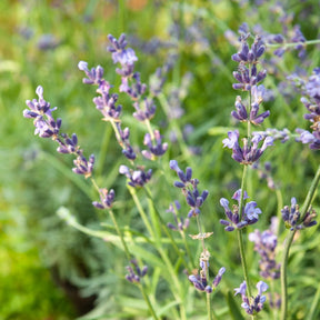 Lavande vraie Munstead - Lavandula angustifolia 'munstead' - Plantes