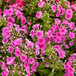 Phlox paniculata Bambini Desire - Phlox paniculata bambini ® desire - Plantes