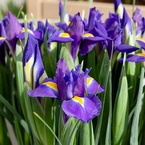 Iris de Hollande Purple Sensation - Iris 'purple sensation' - Plantes