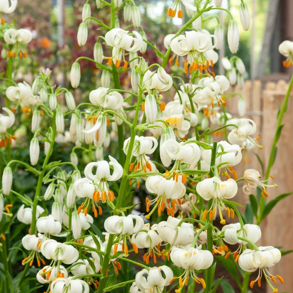 Lys Snowy morning - Lilium 'snowy morning' - Plantes