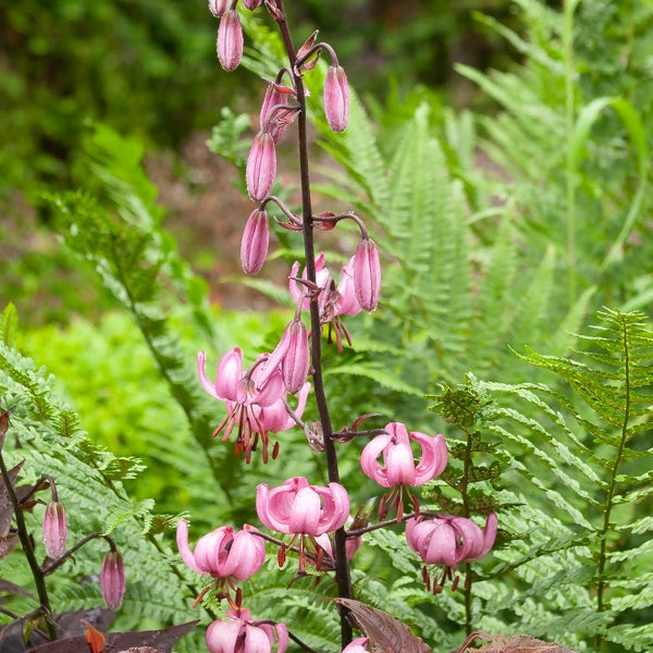 Lys 'Pink morning' - Lilium 'pink morning' - Plantes