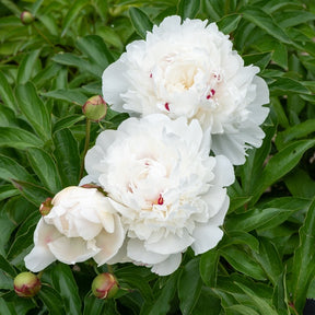 Pivoine Festiva Maxima - Paeonia lactiflora 'festiva maxima' - Plantes