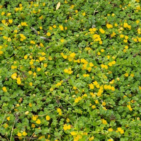 Lysimachia - Herbe aux écus - Plantes