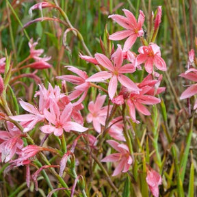 Lis des cafres Mrs Hegarty - Schizostylis coccinea Mrs Hegarty - Plantes