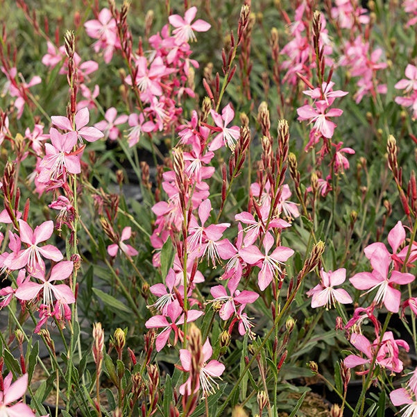 Gaura Siskiyou pink - Gaura lindheimeri siskiyou pink - Gaura