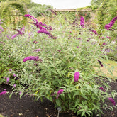 Arbre aux papillons Royal Red - Buddleja davidii royal red