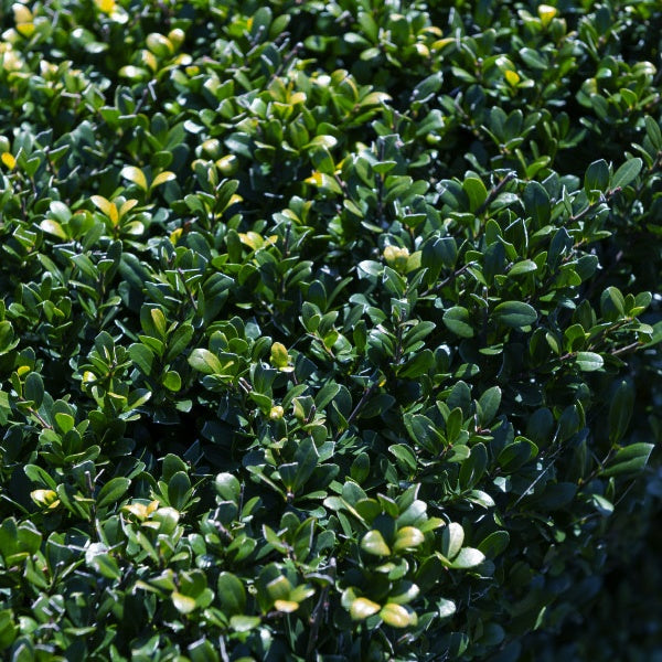 Houx crénelé Dark Green® - Ilex crenata dark green - Houx