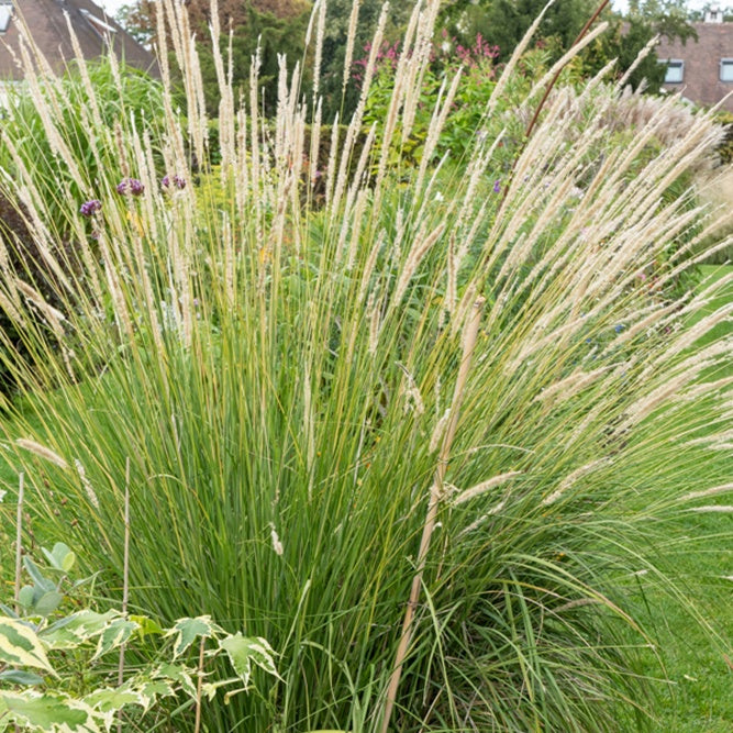 Herbe aux écouvillons érigée - Pennisetum macrourum - Plantes