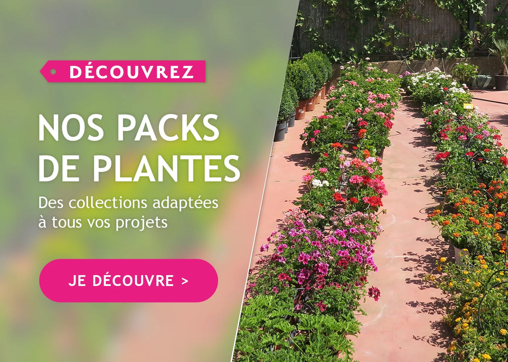 Nos packs de plantes : des collections adaptées à vos projets