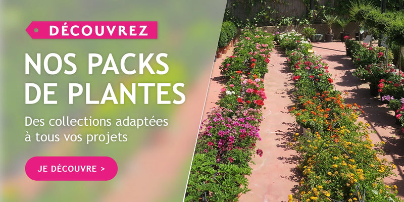 Nos packs de plantes : des collections adaptées à vos projets