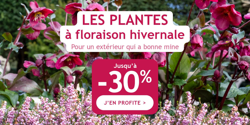 Les Plantes à floraison hivernale : pour un extérieur qui a bonne mine ! 