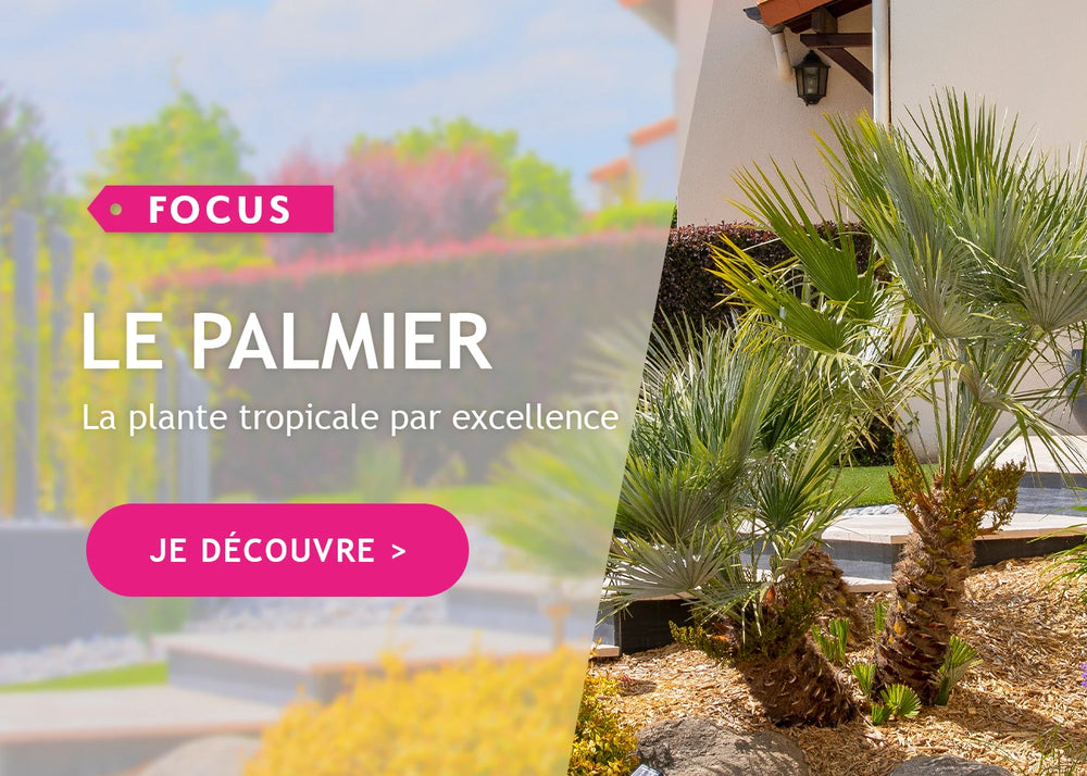 Focus Palmier