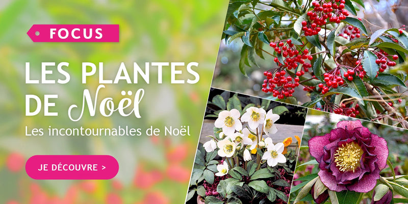 Focus sur les plantes de Noël : les incontournables de Noël !