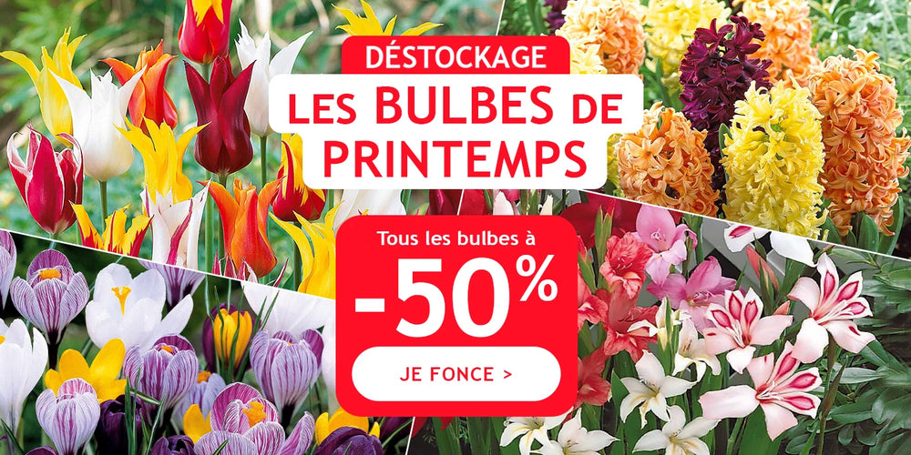 Déstockage : Les bulbes de Printemps