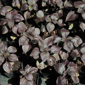 Perilla  rouge - Shiso - Perilla frutescens rouge (shiso) - Potager