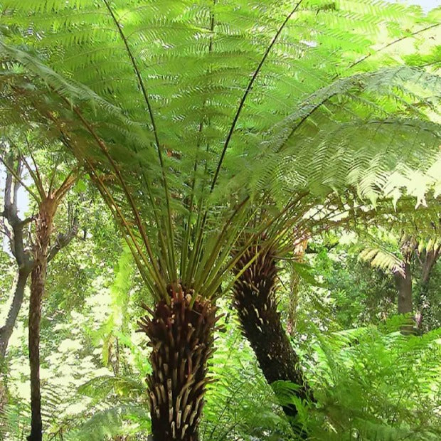 Fougère arborescente de Tasmanie - Dicksonia antarctica - Plantes vivaces