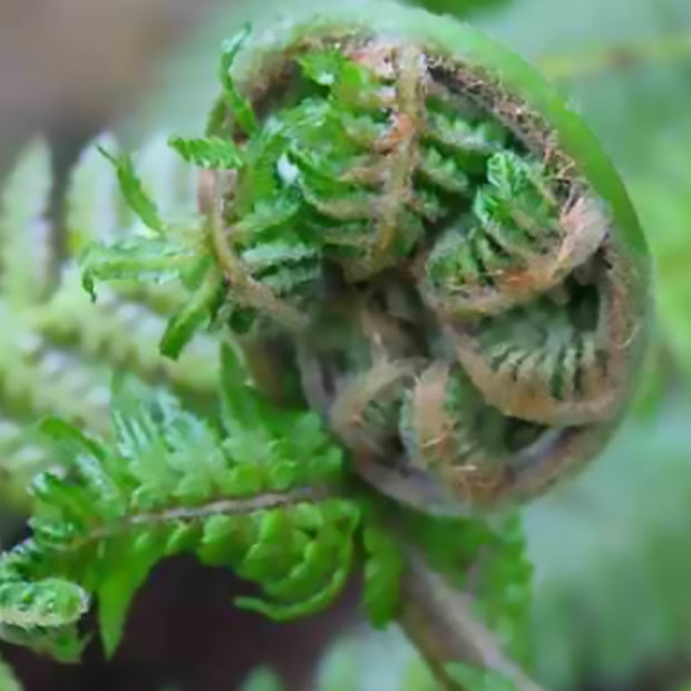 Fougère arborescente de Tasmanie - Dicksonia antarctica