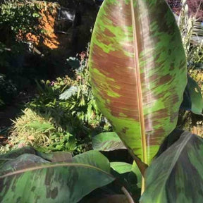 Bananier du Sikkim - Musa sikkimensis - Plantes