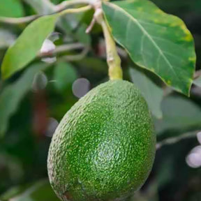 Avocatier Fuerte (de greffe) - Plantes