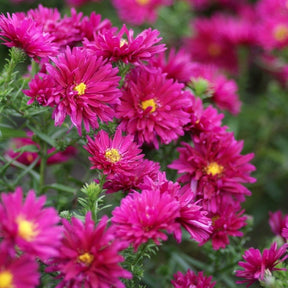 3 Asters grand d'automne Royal Ruby - Aster novi-belgii 'royal ruby' - Plantes