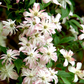 Clématite des montagnes Marjorie - Clematis 'marjorie' - Plantes