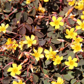 3 Oxalis articulata Burgundy yellow - Oxalis articulata 'burgundy yellow' - Plantes