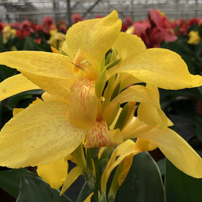 Canna nain Electric Lemonade - Canna electric lemonade ® - Plantes