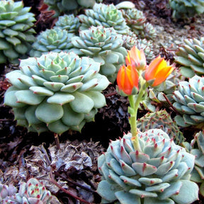 Echeveria derenbergii - Echeveria derenbergii - Plantes