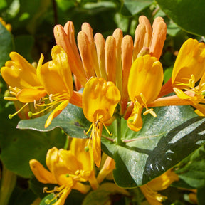 Chèvrefeuille grimpant tellmanniana - Lonicera tellmanniana - Plantes