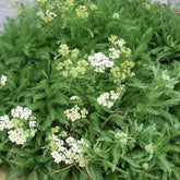 3 Achillées à feuilles de criste - Achillea crithmifolia - Plantes