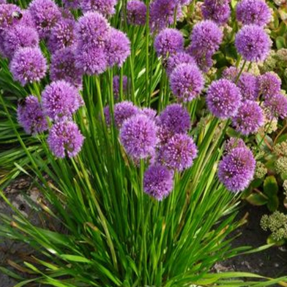 3 Ail d'ornement Millenium - Allium 'millennium' - Plantes