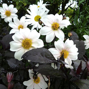 Dahlia Twyning's After Eight - Dahlia 'twyning's after eight' - Plantes