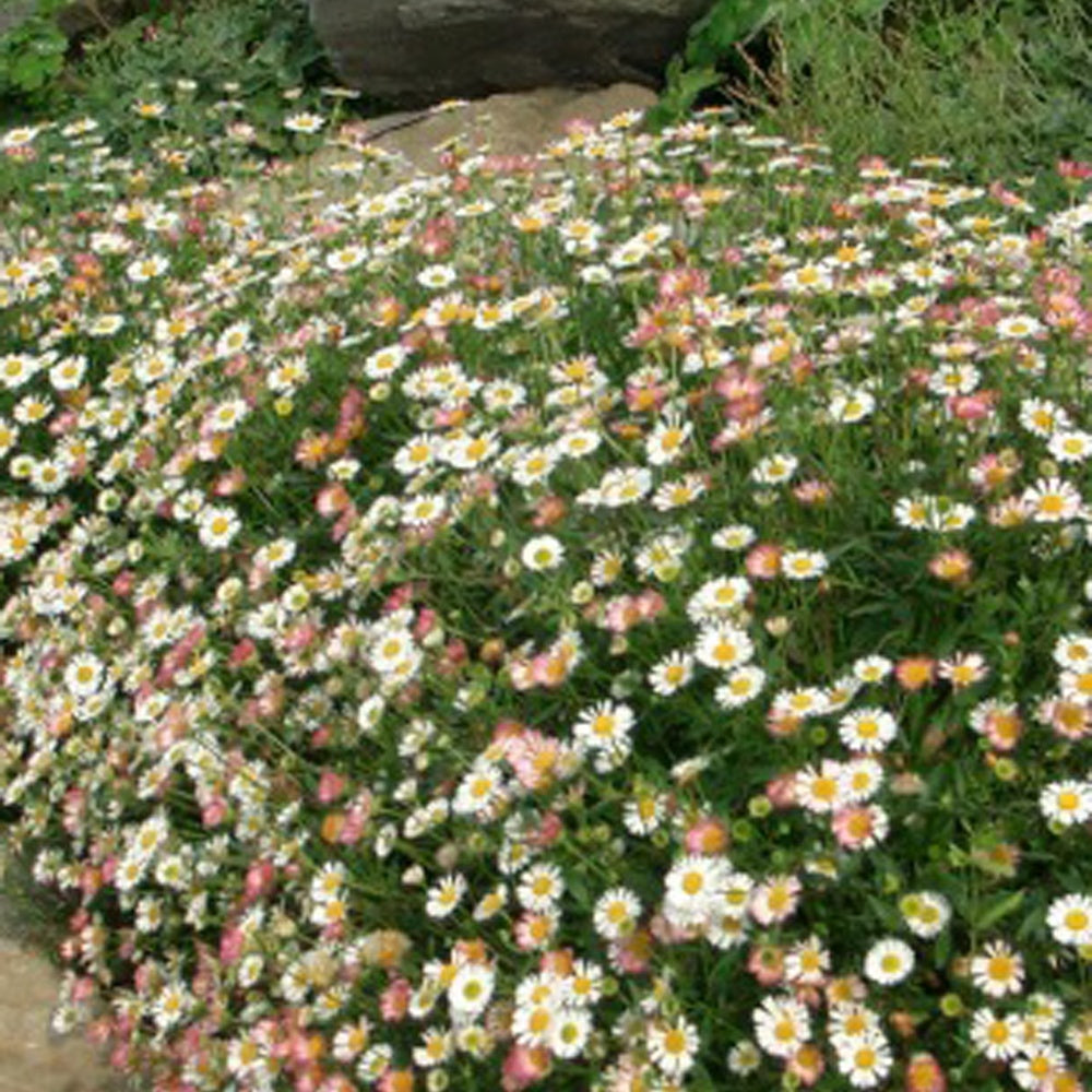 Erigeron karvinskianus 'Profusion' - Erigeron karvinskianus 'profusion' - Willemse